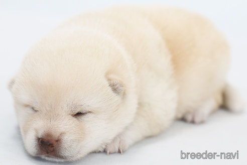 成約済の神奈川県の柴犬-315520の1枚目